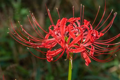 彼岸花 風水|彼岸花（曼珠沙華）の花言葉！実は怖くないその意味。